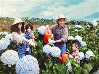 Vườn hoa Cẩm Tú Cầu đẹp nhất tại Đà Lạt