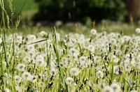 Tinh khôi với hoa bồ công anh Đà Lạt 